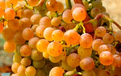 Variedad de uva Picapoll blanca