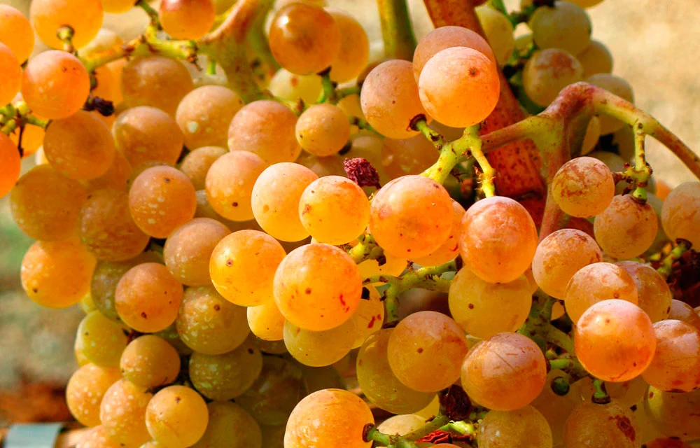 Variedad de uva Picapoll blanca