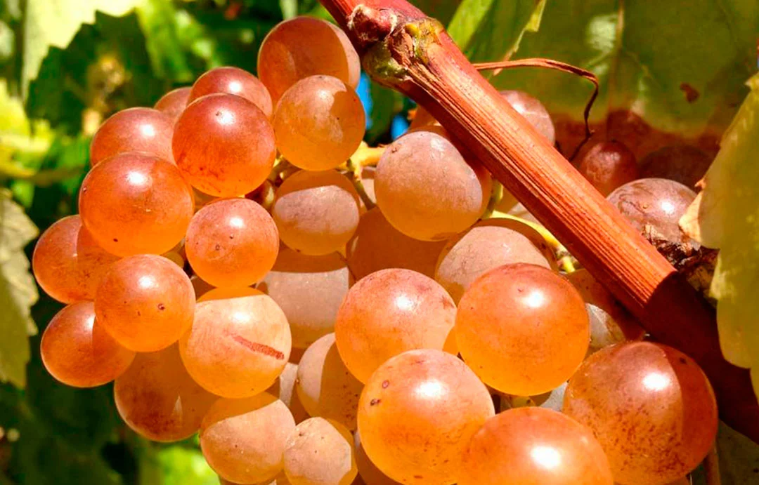 Racimo de uva madura de la variedad Pansa blanca
