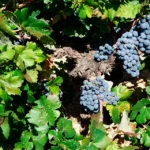 Variedad de uva Bobal