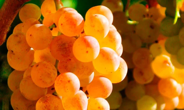 Variedad de uva Pansa blanca