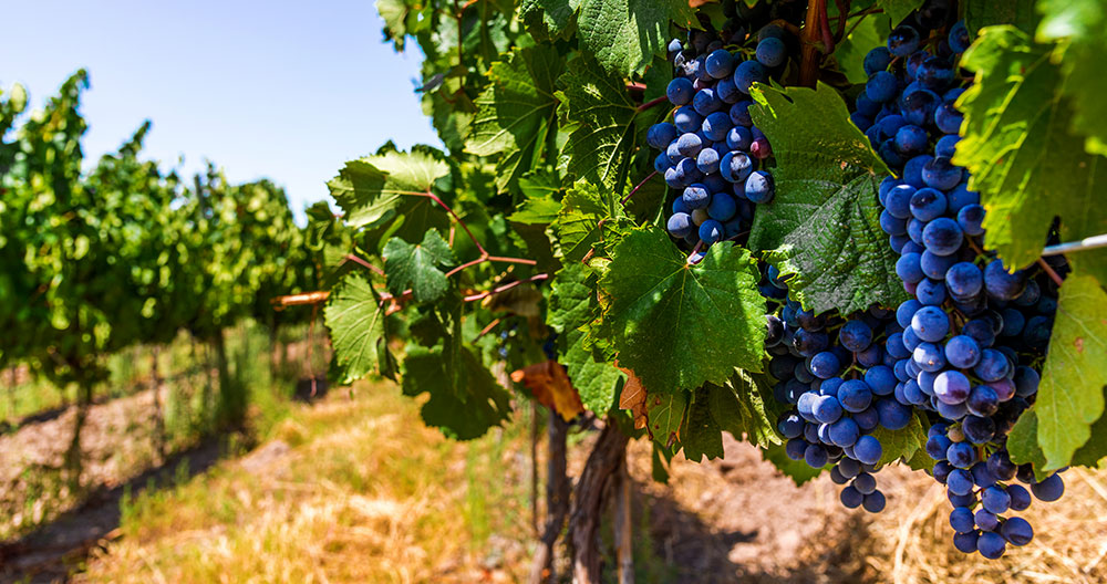 racimos de uvas en cultivo