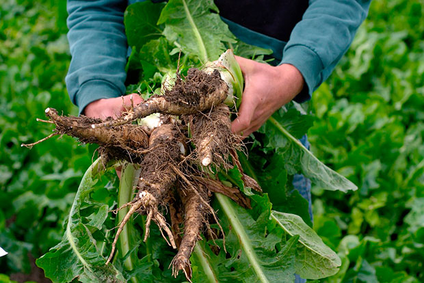 Informe técnico para el cultivo de Achicoria de Bruselas; Endibia