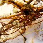 Las micorrizas en la biofertilización agrícola