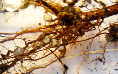 Las micorrizas en la biofertilización agrícola