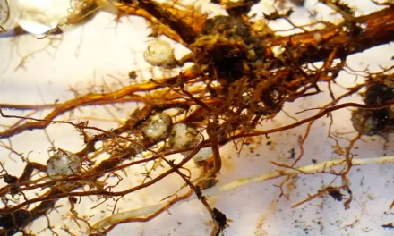 Las micorrizas en la biofertilización agrícola