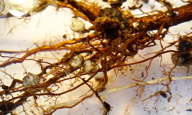 Las micorrizas en la biofertilización agrícola