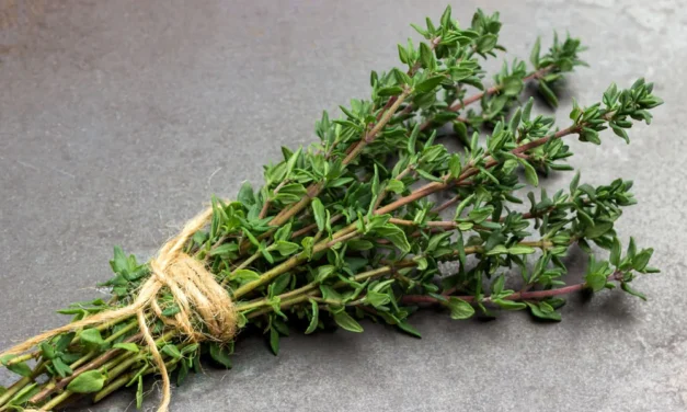 El tomillo como especia