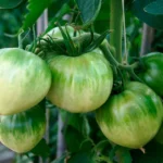 El tomate