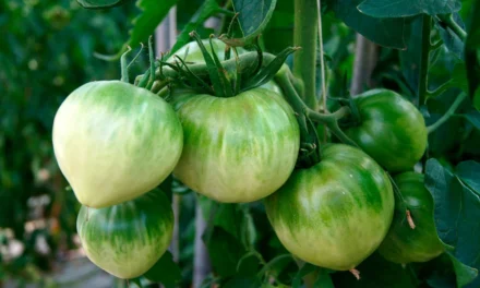 El tomate