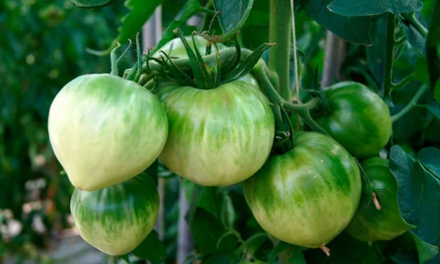 El tomate