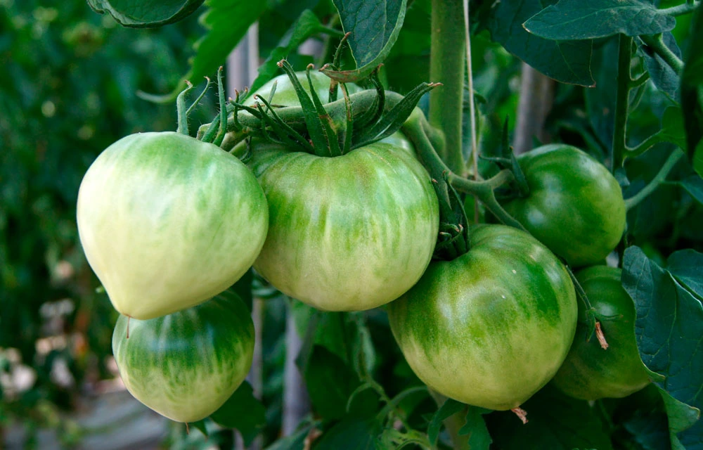 El tomate