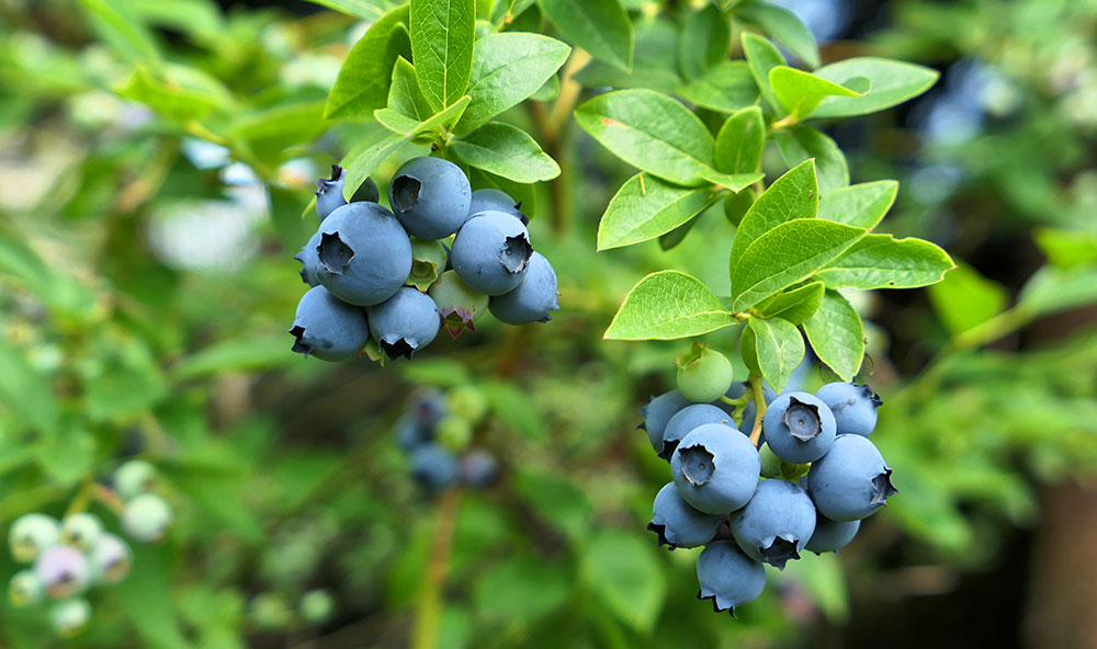 Ramos de frutos de arándanos en cultivo