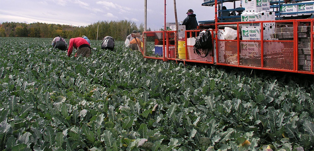 Recolección de broccoli en Murcia