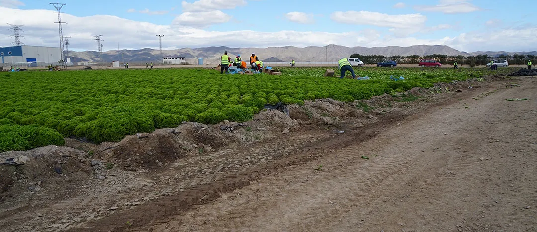 Recolección de escarola en Murcia Recolección de escarola en Murcia