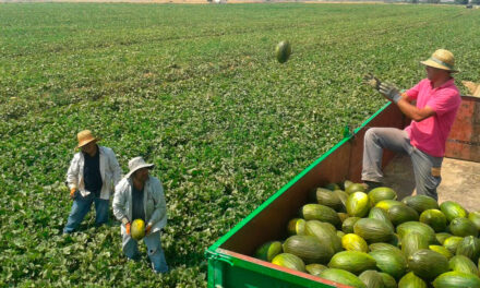 Cómo prevenir los golpes de calor en el campo