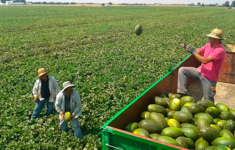 Cómo prevenir los golpes de calor en el campo