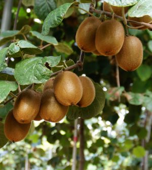 La recolección del Kiwi