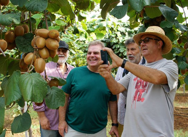 La recolección del Kiwi