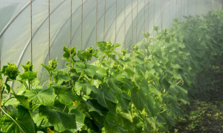 Cómo proteger al cultivo de los golpes de calor