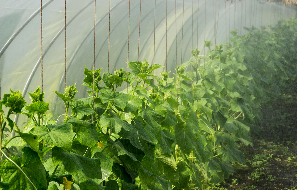 Cómo proteger al cultivo de los golpes de calor