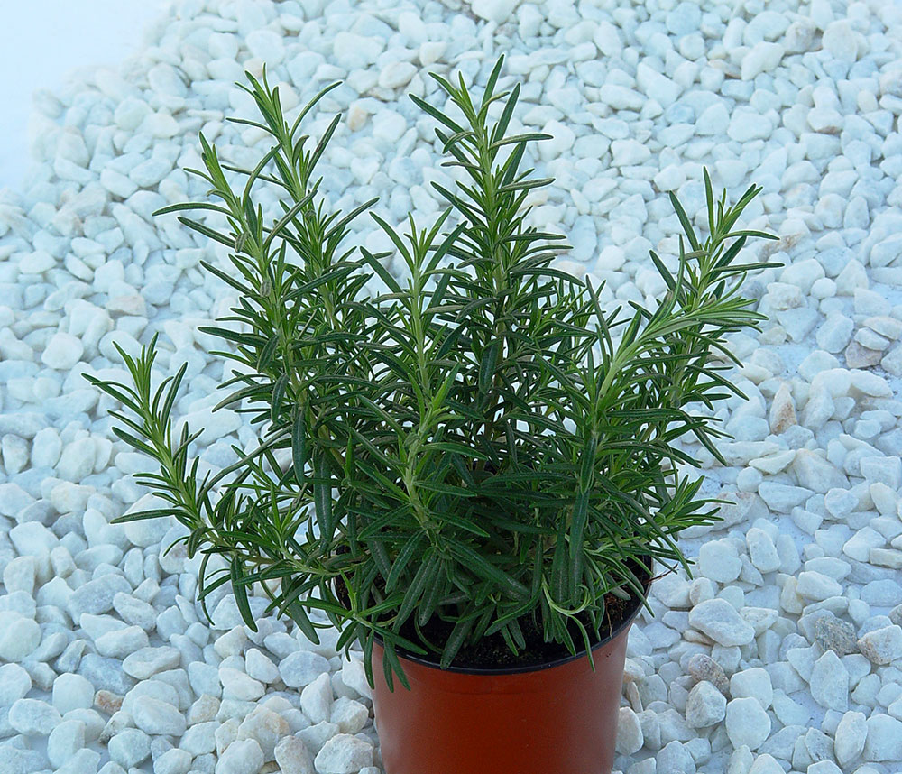 Romero cultivado en maceta