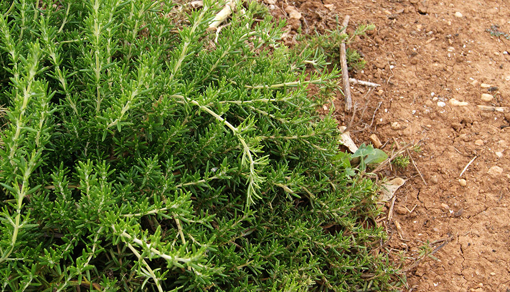 Rosmarinus officinalis prostratus