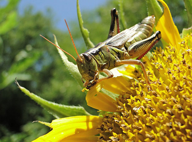 Saltamontes sobre girasol