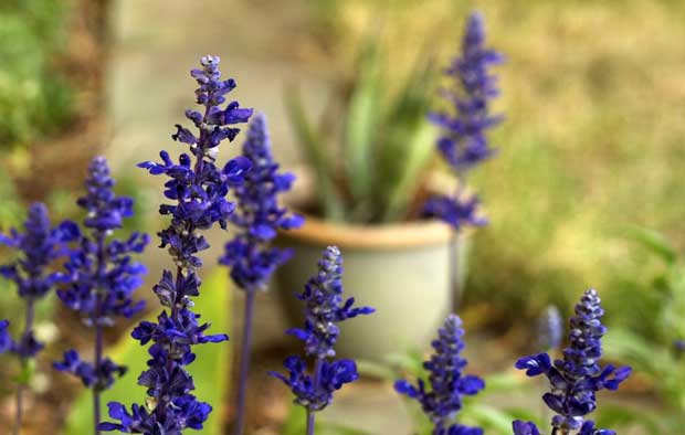 Salvia en huerto urbano