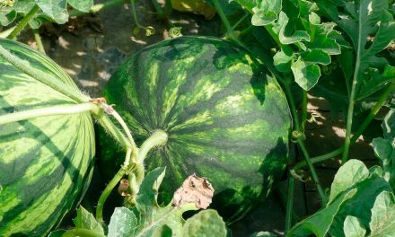 Informe técnico para el cultivo de la sandía