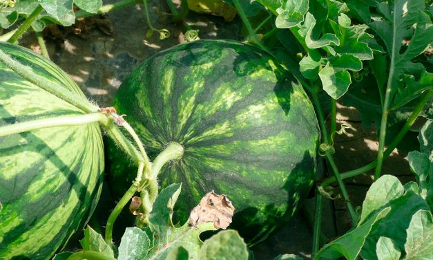 Informe técnico para el cultivo de la sandía