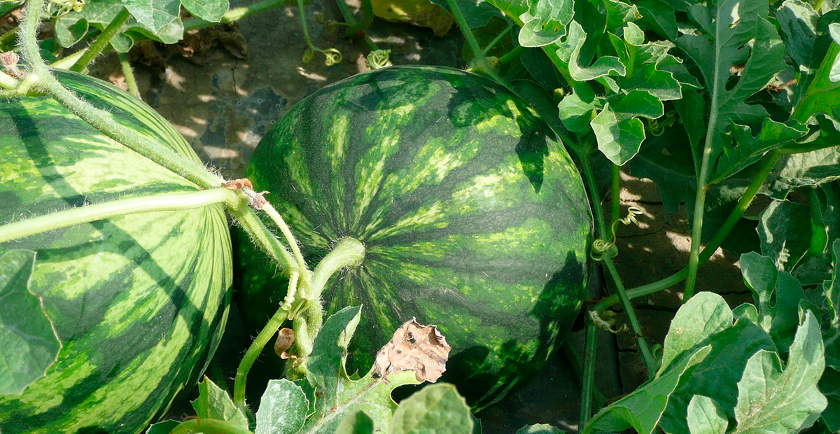 Informe técnico para el cultivo de la sandía