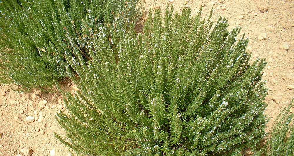 Satureja hortensis en jardín