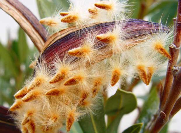 Semillas de Nerium oleander