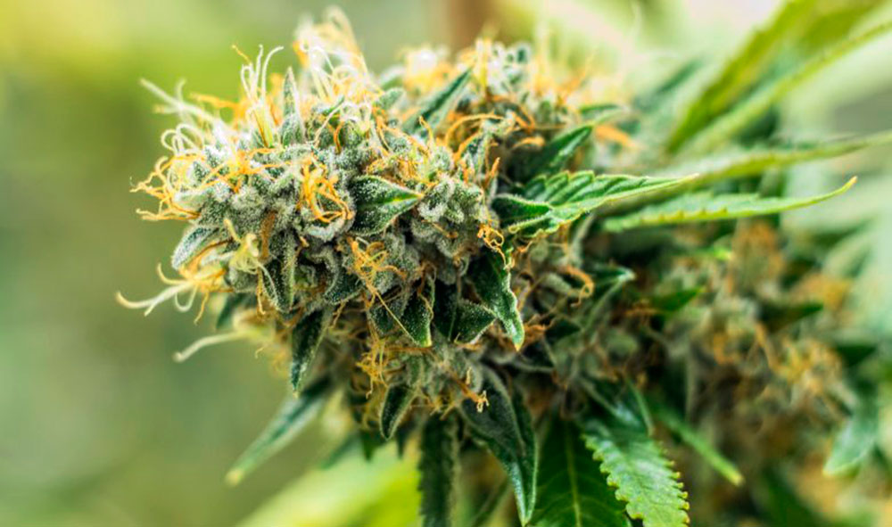 Semillas de cannabis indica con THC