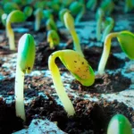 Regeneradores de suelos agrícolas