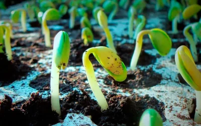 Regeneradores de suelos agrícolas