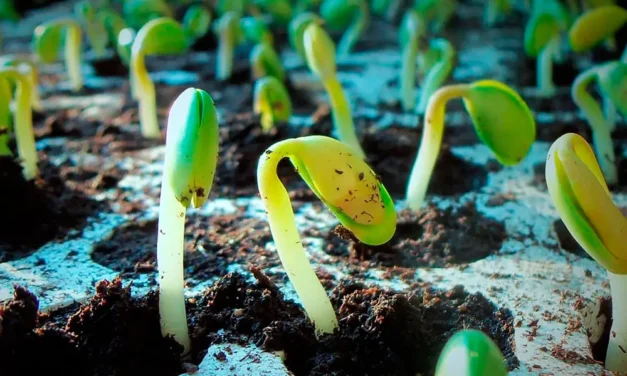 Regeneradores de suelos agrícolas