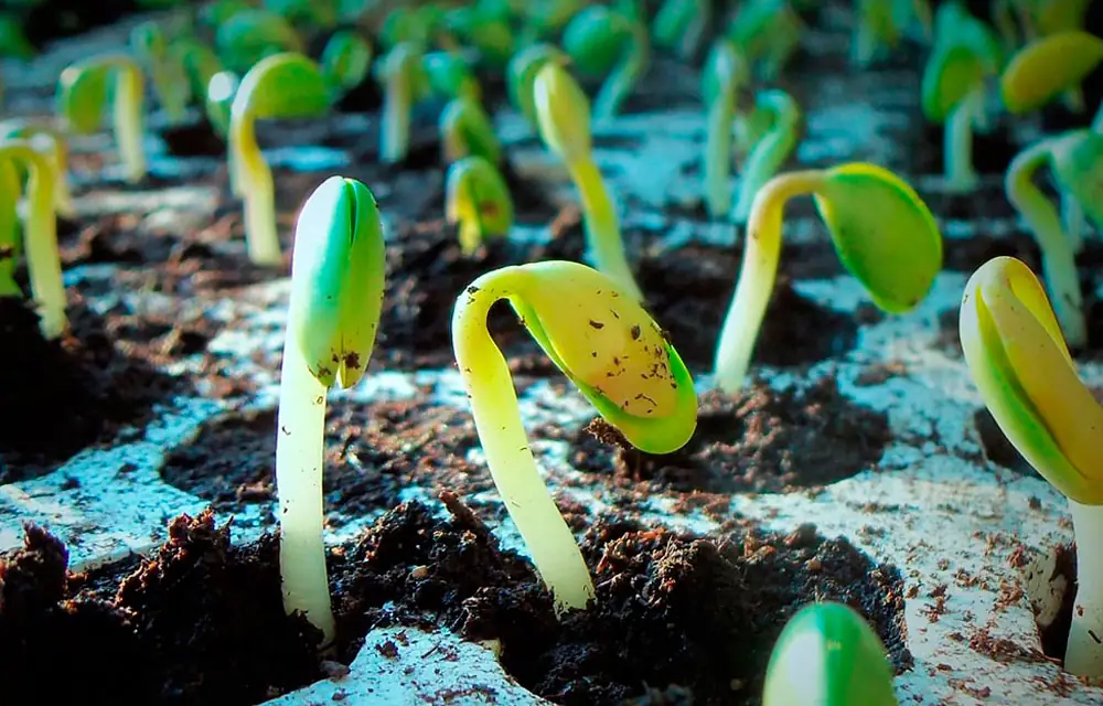 Regeneradores de suelos agrícolas