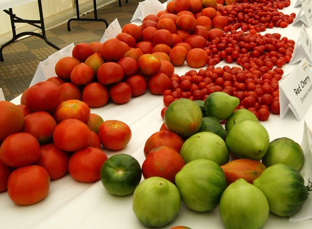 Plagas y enfermedades del tomate