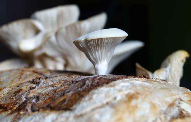 Pleurotus ostreatus