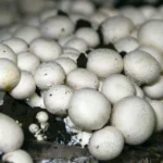 La fungicultura profesional en España