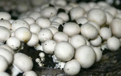 La fungicultura profesional en España