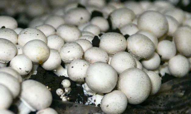 La fungicultura profesional en España