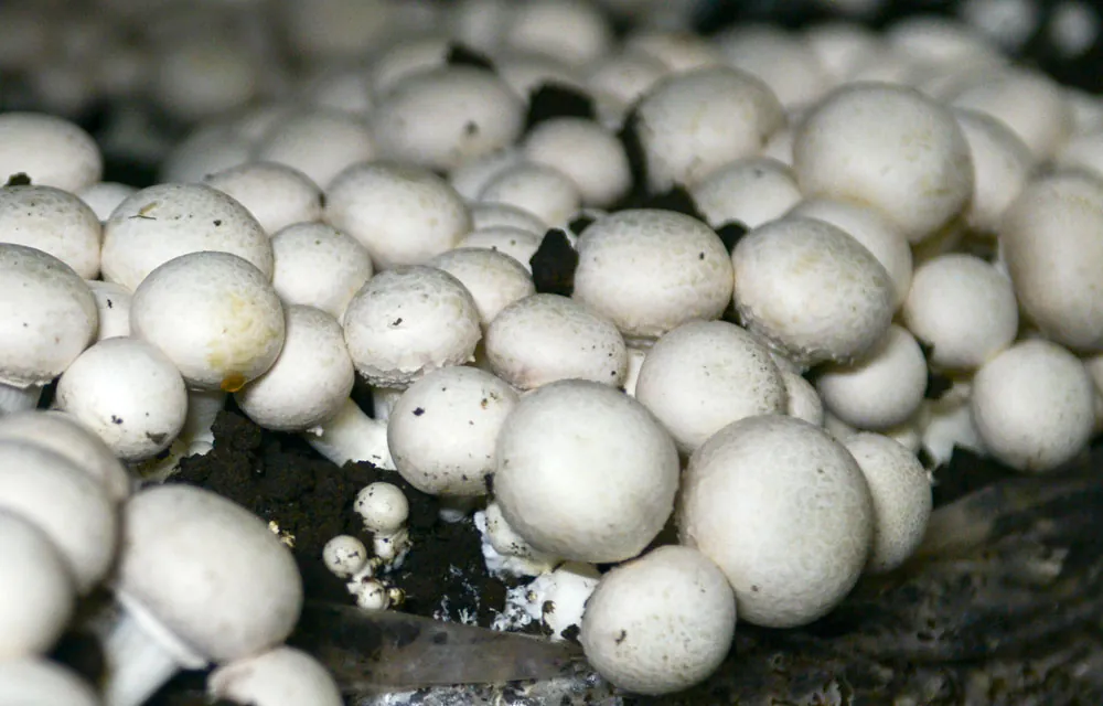 La fungicultura profesional en España