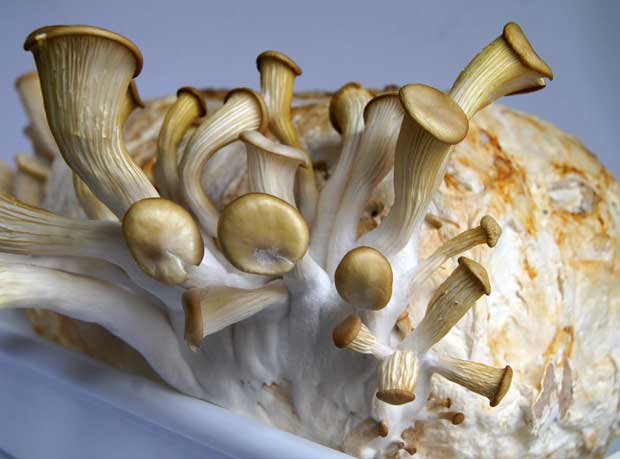 Setas Pleurotus ostreatus