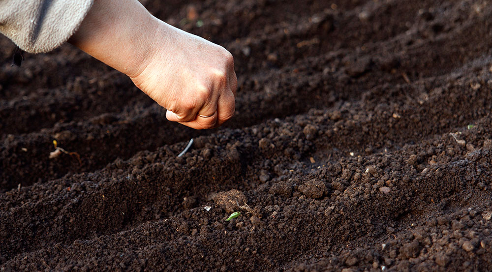 Siembra de zanahorias en campo