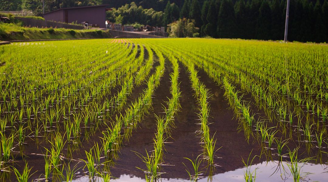 siembra de arroz