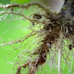 La rizogénesis en plantas