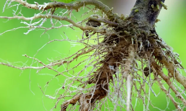 La rizogénesis en plantas